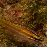 165--Anilao_Jul_2017-CaviteCardinalfish.png