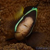 165--Anilao_Jul_2017-ClarkAnemonefish.png