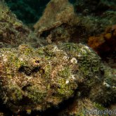 165--Anilao_Jul_2017-EstuarineStonefish.png