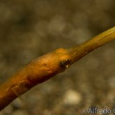 165--Anilao_Jul_2017-EstuaryPipefish.png