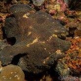 165--Anilao_Jul_2017-GiantFrogfish.png