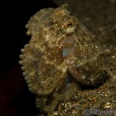 165--Anilao_Jul_2017-Octopus.png
