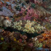 165--Anilao_Jul_2017-ScrawledFilefish.png