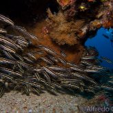 165--Anilao_Jul_2017-StripedEelCatfish.png
