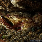 165--Anilao_Jul_2017-SwimmingCrab.png