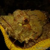 165--Anilao_Jul_2017-TasseledScorpionfish.png