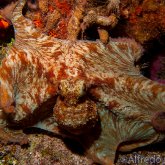 165--Cozumel_Aug_2017-Octopus.png