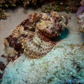 165--Cozumel_Aug_2017-Scorpionfish2.png