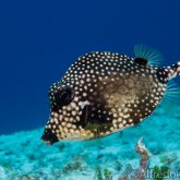 165--Cozumel_Aug_2017-SmoothTrunkfish.png