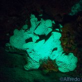 165--Cozumel_Aug_2017-UVCoral.png