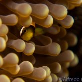 165--Puerto_Galera_June_2017-Anemonefish2.png