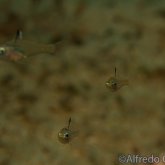 165--Puerto_Galera_June_2017-Cardinalfish.png