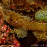 165--Puerto_Galera_June_2017-LeafScorpionfish.png