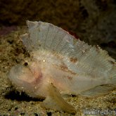 165--Puerto_Galera_June_2017-LeafScorpionfishAdult.png