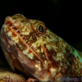165--Puerto_Galera_June_2017-Lizardfish.png