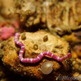 165--Puerto_Galera_June_2017-SolenogastresWorm-Mollusk.png