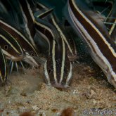 165--Puerto_Galera_June_2017-StripedCatfish.png