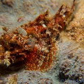 165--Puerto_Galera_June_2017-TasseledScorpionfish.png