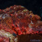165--Puerto_Galera_June_2017-TasseledScorpionfishAdult.png