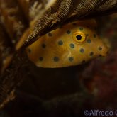165--Puerto_Galera_June_2017-YellowBoxfish.png