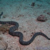165--Puerto_Galera_June_2017-snake.png