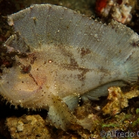 200--Anilao_Jul_2017-WhiteLeafScorpionfish.png