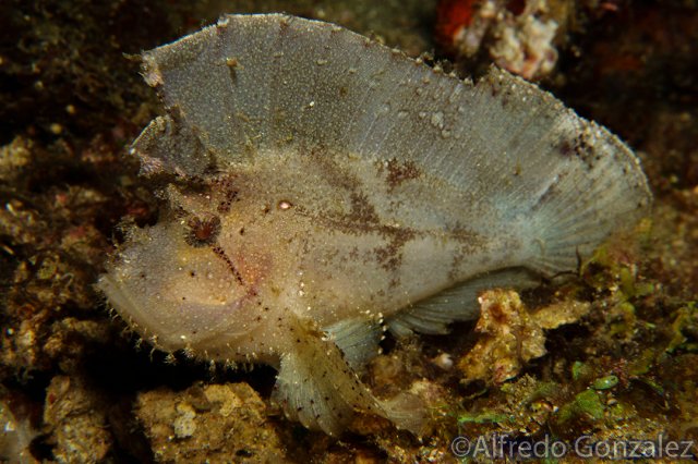 640--Anilao_Jul_2017-WhiteLeafScorpionfish.png