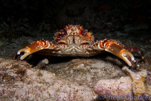 640--Cozumel_Aug_2017-ChannelClingingCrab.png