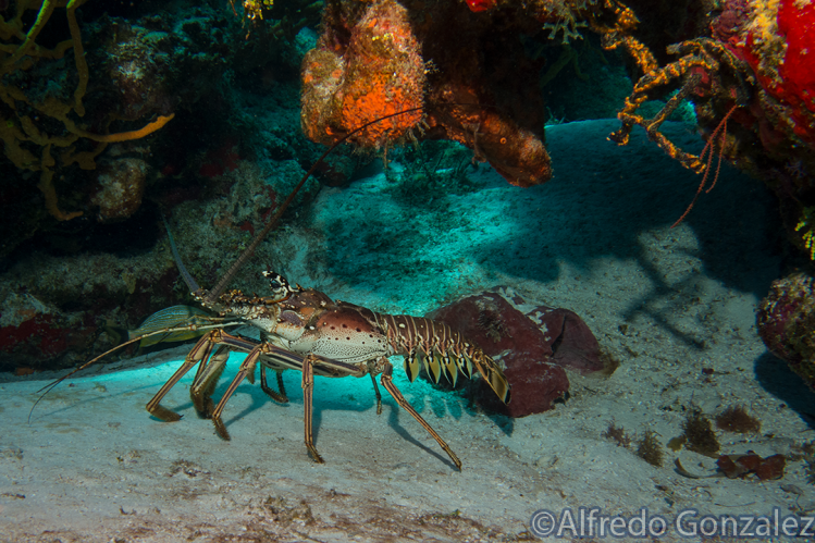 CaribbeanSpinyLobster.png