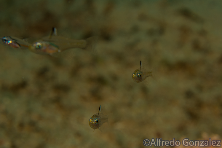 Cardinalfish.png