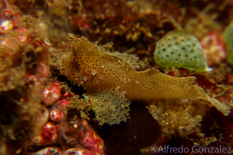LeafScorpionfish.png