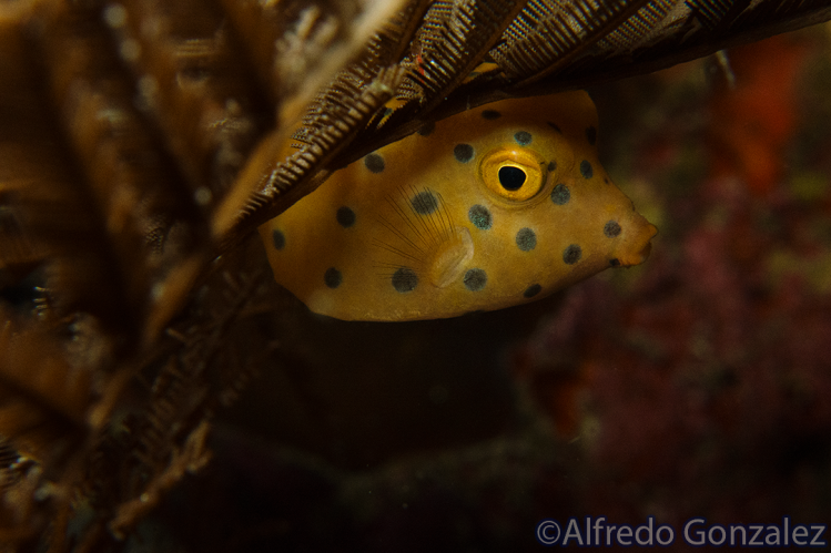 YellowBoxfish.png